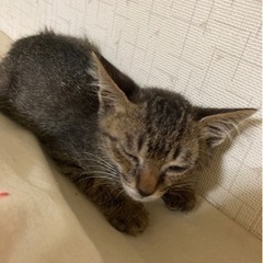 人慣れしている可愛い子猫ちゃんの里親募集