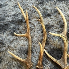 鹿の角6本お値引き中の画像