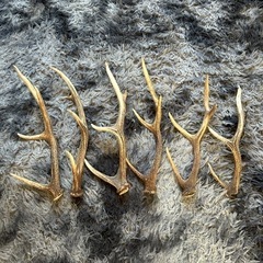 鹿の角6本お値引き中