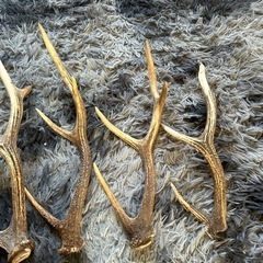 鹿の角6本お値引き中の画像