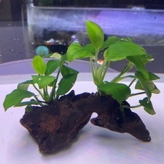【流木付き】アヌビアスナナB
