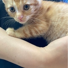 お兄ちゃん猫と妹猫