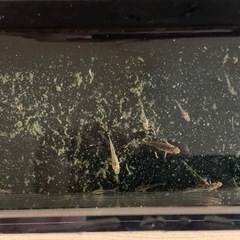 【めだか】煌Part1メダカ 30匹+αで1,000円の画像