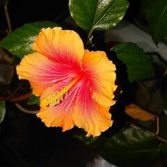 植物友達や他の事など