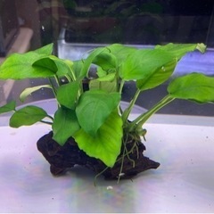 【流木付き】アヌビアスナナC