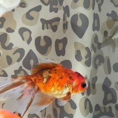 東錦  国産  金魚の画像