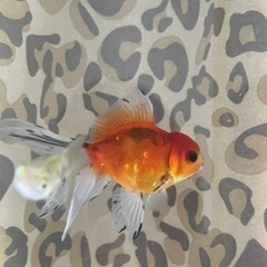 国産  金魚  東錦の画像