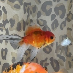 国産  金魚  東錦