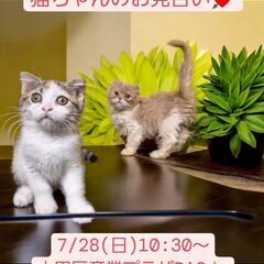 7/28(日)譲渡会。 生後2か月スコテッシュフォールド♀・アメ...