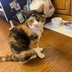 猫の里親募集です