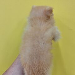 里親さま決まりました！ポメラニアンｘトイプードル♂(⋈◍＞◡＜◍)。✧♡ - 犬