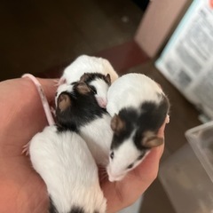 パンダマウス