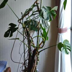 観葉植物モンステラ、