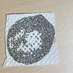 [ネット決済・配送] 蚕の卵　100個(変更可能)