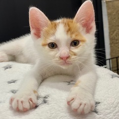 桜吹雪のような可愛い柄の子猫です