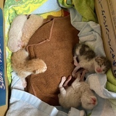 生まれて３日位の赤ちゃん5匹