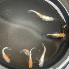 ダイアナ妃　西郷めだか様直系　1匹　めだか 現物