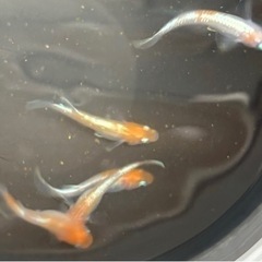 ダイアナ妃　西郷めだか様直系　1匹　めだか 現物の画像