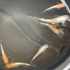 ダイアナ妃　西郷めだか様直系　1匹　めだか 現物の画像
