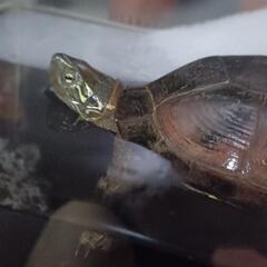 クサガメ譲ります。