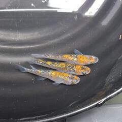 格安メダカ5種
