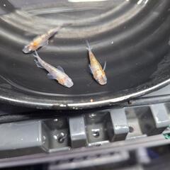 格安メダカ5種の画像