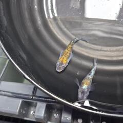 格安メダカ5種の画像