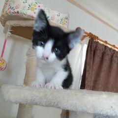 【募集停止】5月7日生まれの生後2ヶ月子猫ちゃん