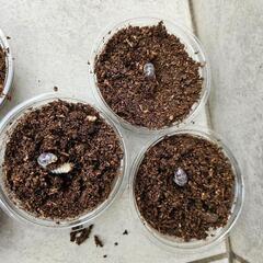 オオクワガタ幼虫５頭(能勢YG血液)の画像