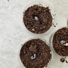 オオクワガタ幼虫５頭(能勢YG血液)の画像