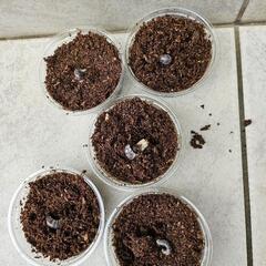 オオクワガタ幼虫５頭(能勢YG血液)の画像