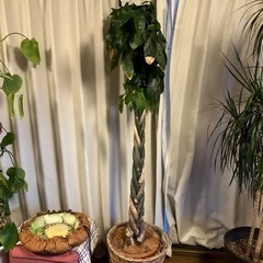 パキラ　観葉植物🌿