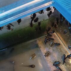 モリアオガエルのオタマジャクシの画像