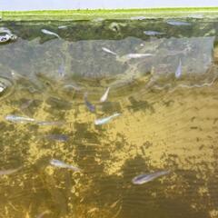お取引終了🙇‍♂ＭＩＸメダカ稚魚？若魚？