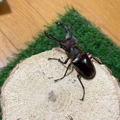 購入者確定
㉒国産ミヤマクワガタ（南会津産）7月採集♂2匹58.59mmの画像
