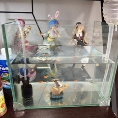 水槽など　早勝ちの画像
