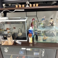 水槽など　早勝ちの画像