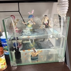 水槽など　早勝ちの画像