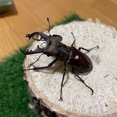 購入者確定㉔国産ミヤマクワガタ♂2匹（南会津産7月採集）60mm...