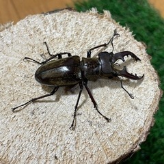 購入者確定㉔国産ミヤマクワガタ♂2匹（南会津産7月採集）60mm55mmの画像
