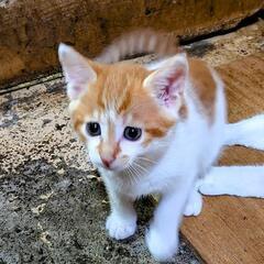人慣れした穏やかな姉妹です。 − 千葉県