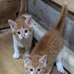 人慣れした穏やかな姉妹です。 - 猫