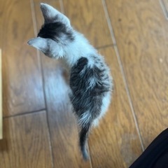 生後1ヶ月位のサバ白ちゃん - 猫