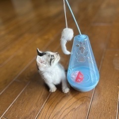 生後1ヶ月位のサバ白ちゃん - 里親募集