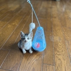 生後1ヶ月位のサバ白ちゃん − 鹿児島県