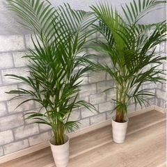 観葉植物✨アレカヤシ✨➁の画像