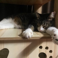 🐱再募集🐱トライアル決定🐱キジ白（キジ多め）目力抜群❣️一歳6ヶ月❣️今度こそッ幸せになってほしい❣️ − 福岡県