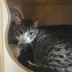🐱再募集🐱トライアル決定🐱キジ白（キジ多め）目力抜群❣️一歳6ヶ月❣️今度こそッ幸せになってほしい❣️ - 里親募集
