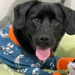 ミックス犬　ジャックステリア✖️コッカースパニエル