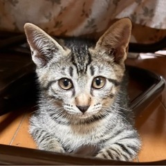 🐈キジトラのタイガーくん正式譲渡決定‼️